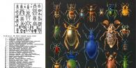 Классификация насекомых Виды жесткокрылых